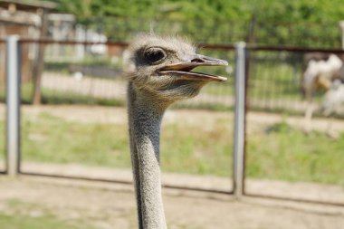 Yaz aylarında hayvanat bahçesinde komik Afrikalı devekuşu 