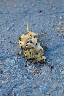 Arılar ve sinekler yere armut yiyin