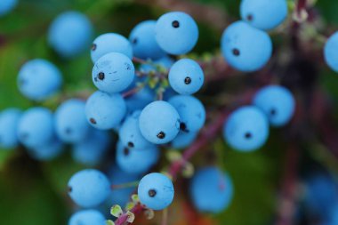 Vahşi mavi çilek manzaralı güzel ağaç