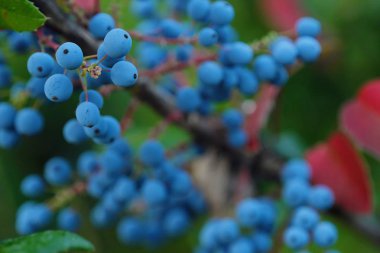Vahşi mavi çilek manzaralı güzel ağaç