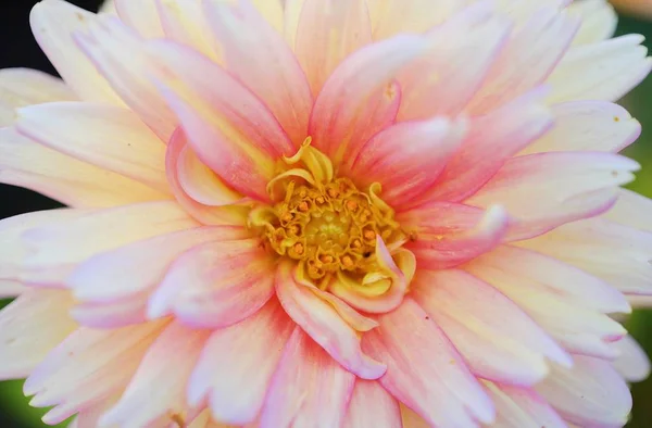 Vacker blomma rosa Aster i sommarträdgård — Stockfoto