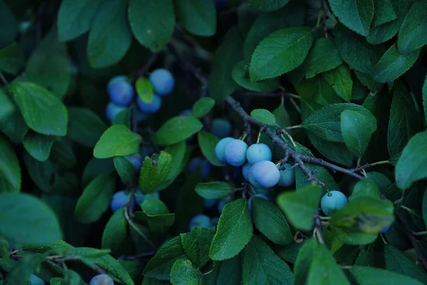 Beautiful tree with wild blue berries view — Stock Photo, Image