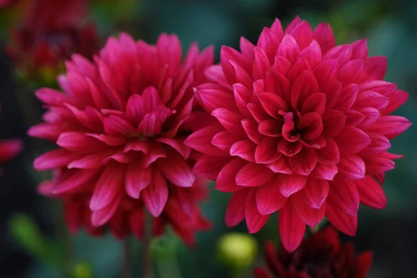 Gyönyörű bordó Aster nyári kerti virágok — Stock Fotó