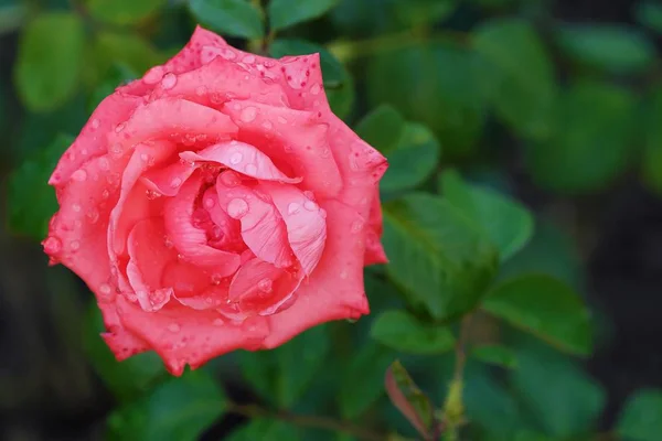 Piękny kwiat różowy róż w ogrodzie — Zdjęcie stockowe