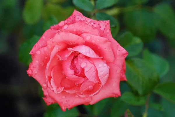 Vacker blomma rosa ros i sommarträdgård — Stockfoto