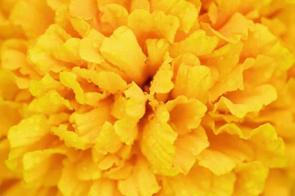 Beautiful yellow marigolds in the summer garden — Stock Photo, Image