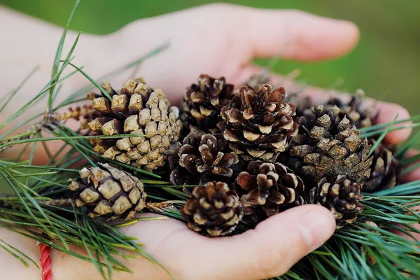 Elinde güzel Noel koniler görüntülemek