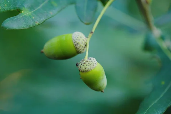 Красивые зеленые желуди на дереве летом — стоковое фото