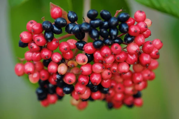 Beautiful black and red wild berries in the summer — Stock Photo, Image