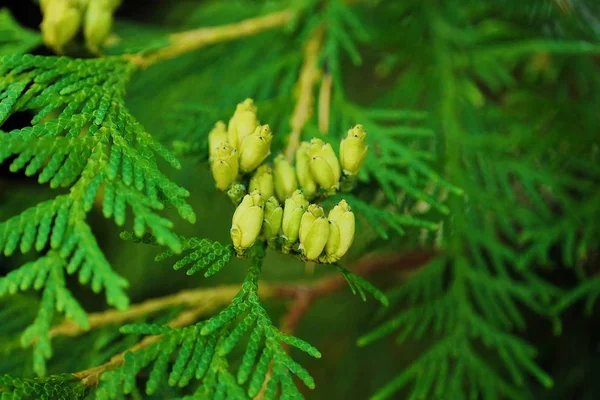 Small cones of a thuja tree in the forest — Stock Photo, Image