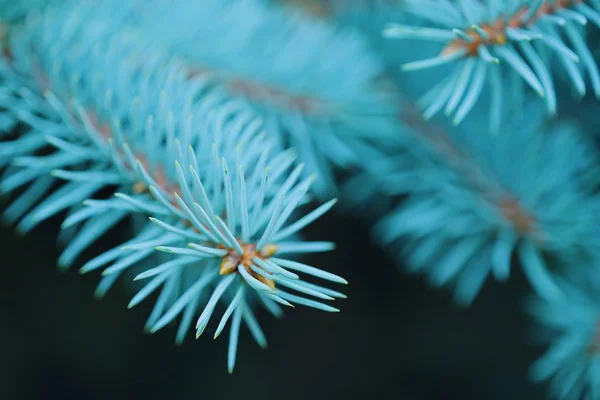 Bei rami blu alberi di Natale nella foresta — Foto Stock