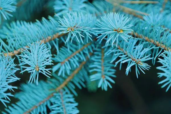 Vackra grenar blå julgranar i skogen — Stockfoto