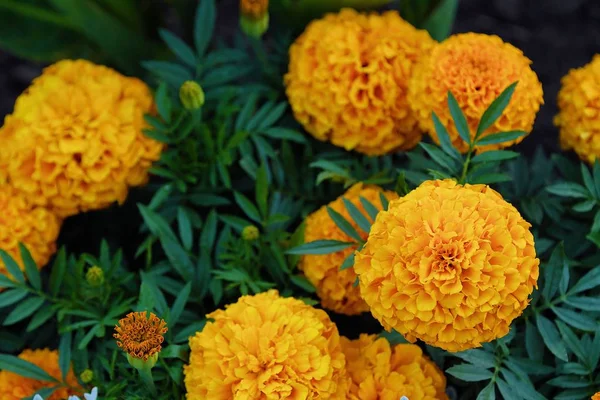 Güzel sarı marigolds yaz bahçesinde 