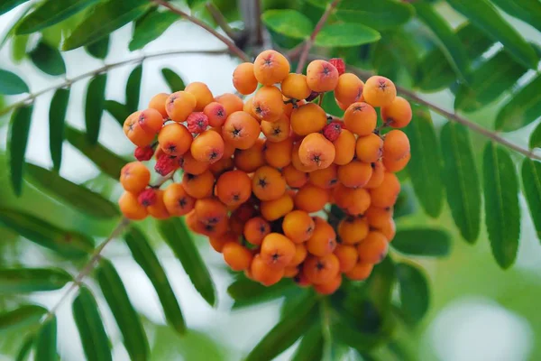 Green trees with orange Rowan summer view — Stock Photo, Image