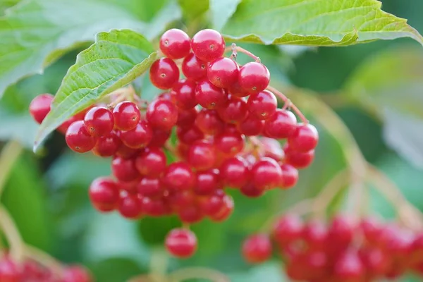 Red viburnum berries on a tree in the summer — Stock Photo, Image