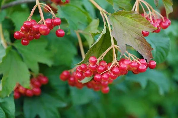 Las bayas rojas del viburno sobre el árbol en verano —  Fotos de Stock
