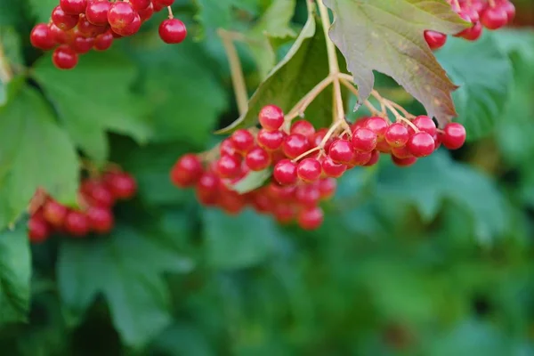Red viburnum berries on a tree in the summer — Stock Photo, Image
