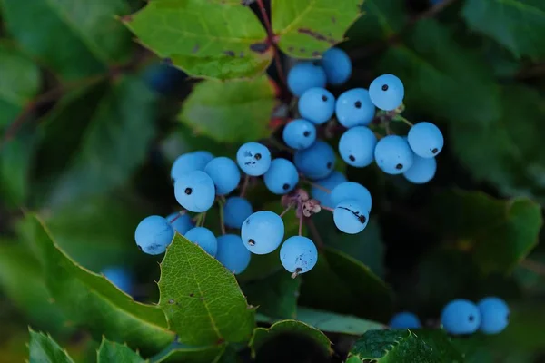Vad kék bogyók néző gyönyörű fa — Stock Fotó