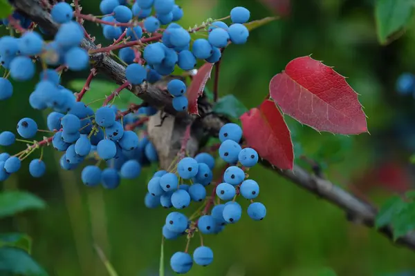 Beautiful tree with wild blue berries view — Stock Photo, Image