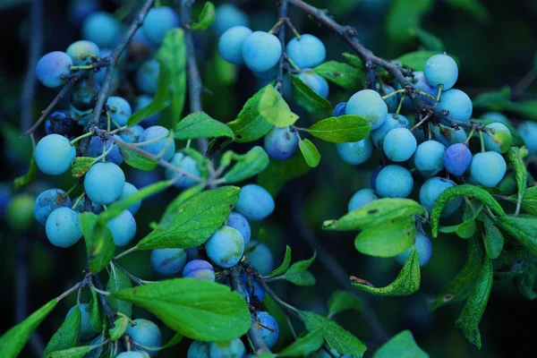 Beautiful tree with wild blue berries view — Stock Photo, Image