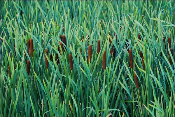 Mooie veld van riet in de zomer in het dorp — Stockfoto