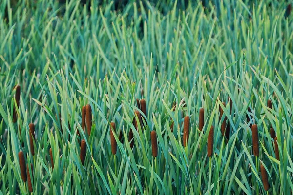 Hermoso campo de cañas en el verano en el pueblo —  Fotos de Stock