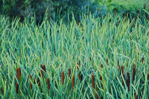 Mooie veld van riet in de zomer in het dorp — Stockfoto