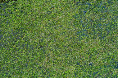 Bir göl köyü yaz yeşil duckweed