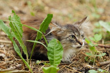 Güzel kahverengi küçük kedi çim 