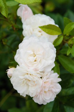 Güzel çiçek beyaz yaz bahçesinde gül 