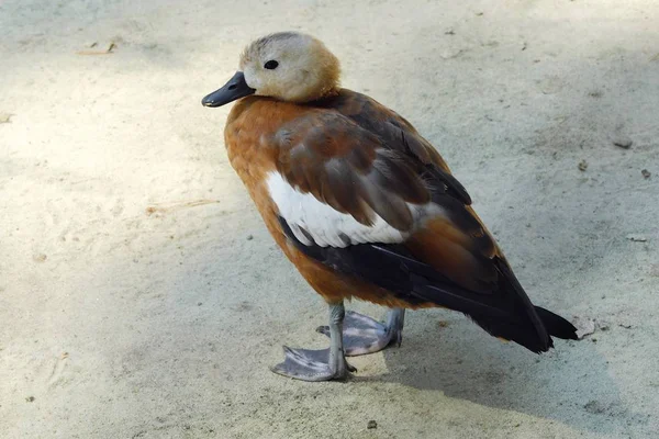 夏の公園で美しいブラウンダック — ストック写真