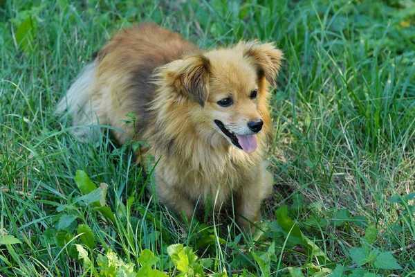 Vacker brun hund i vyn gräs — Stockfoto