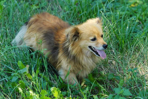 Vacker brun hund i vyn gräs — Stockfoto