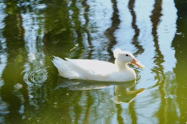 Pato branco bonito flutuando na água — Fotografia de Stock