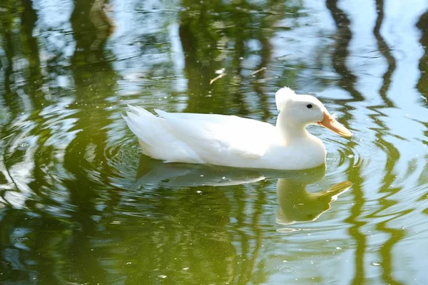 Pato branco bonito flutuando na água — Fotografia de Stock