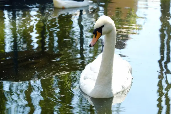 Cisne branco bonito flutuando na água — Fotografia de Stock