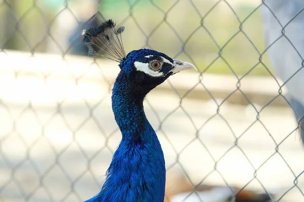 夏の動物園で美しいブルー孔雀 — ストック写真
