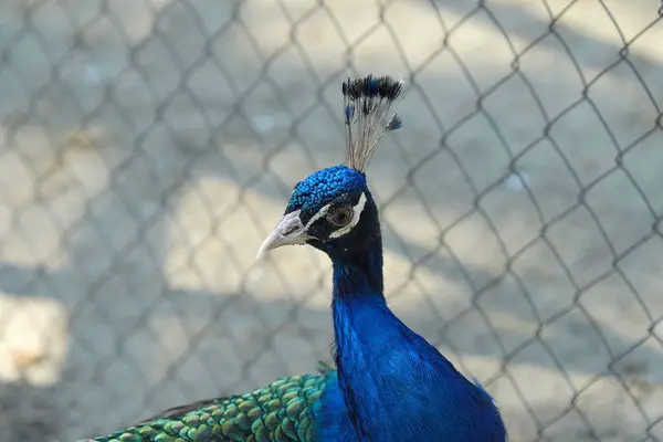 夏の動物園で美しいブルー孔雀 — ストック写真