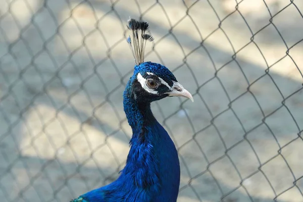 夏の動物園で美しいブルー孔雀 — ストック写真