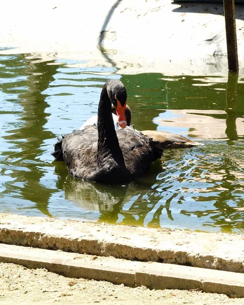 Cisne preto bonito flutuando na água — Fotografia de Stock