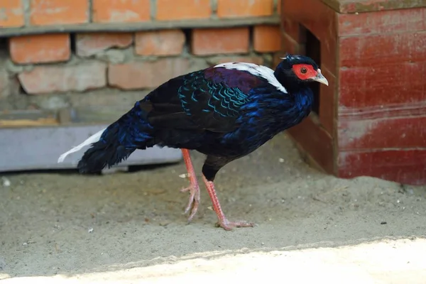 Beautiful bird colorful blue pheasant in a zoo — Stock Photo, Image