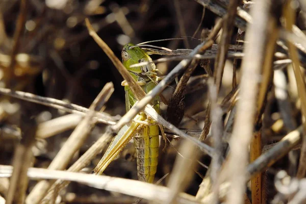 Belle sauterelle dans l'herbe en été — Photo