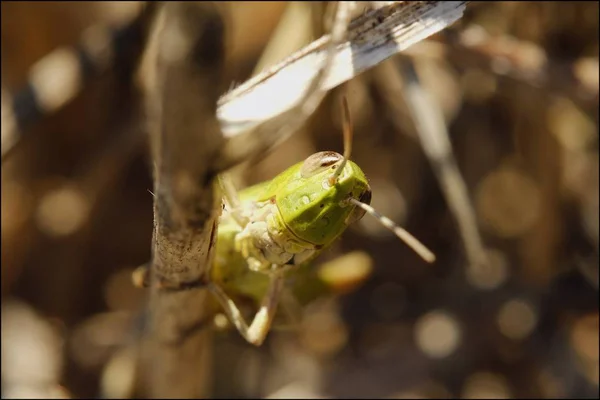 Hermoso saltamontes en la hierba en verano — Foto de Stock