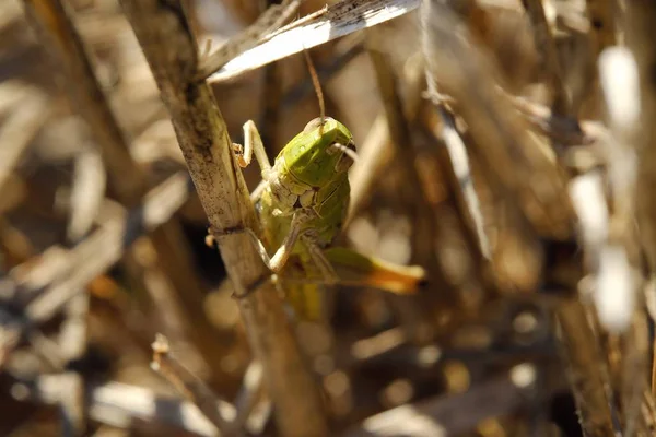 Krásná kobylka v trávě v létě — Stock fotografie