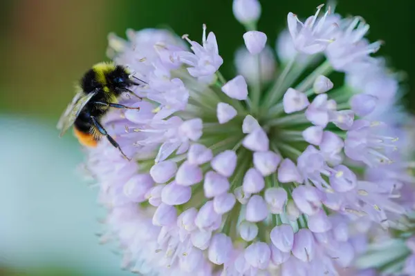 Fluffiga humla på blomman att samla pollen — Stockfoto