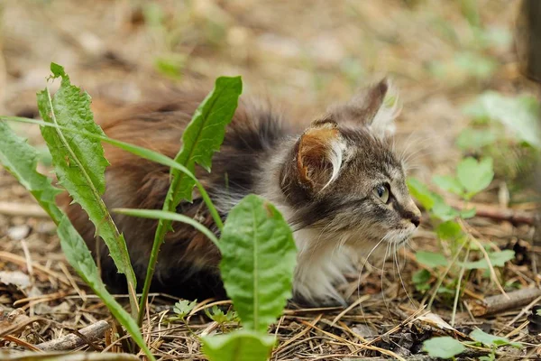 Güzel kahverengi küçük kedi çim 