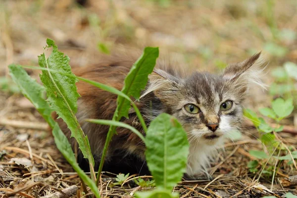 Beautiful brown little cat in the grass — Stock Photo, Image