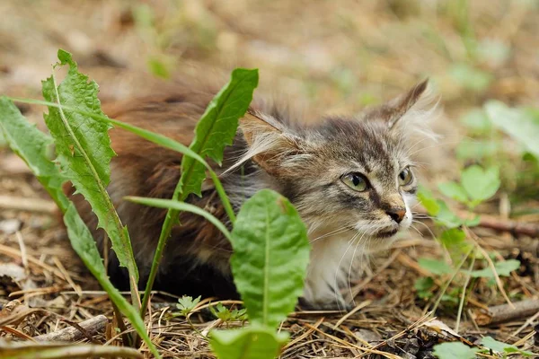 Güzel kahverengi küçük kedi çim 