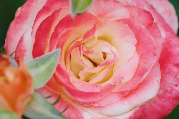 夏の庭で美しい花ピンク ローズ — ストック写真