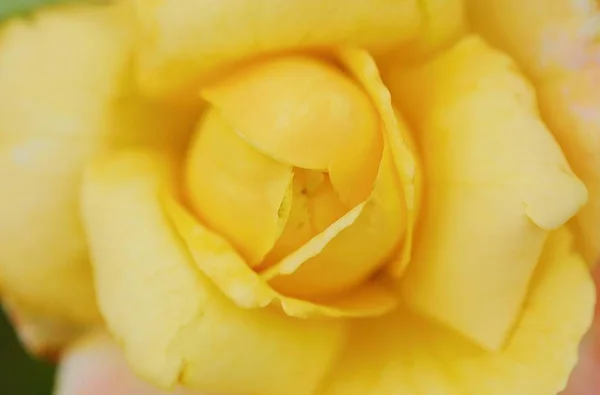 Szép virág Sárga Rózsa nyári kert — Stock Fotó